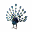 23X21 PEACOCK WITH HEAD FRONT